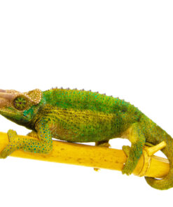 DSC 6942 1024x 247x296