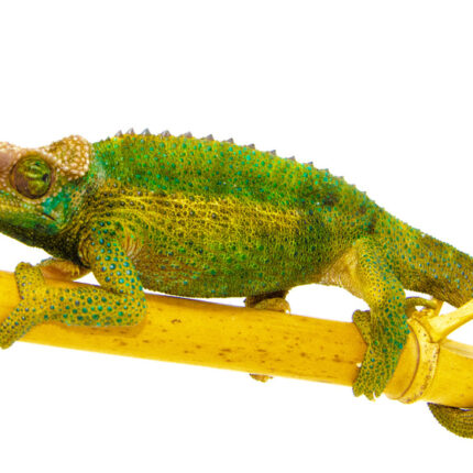 Jackson Chameleon (Trioceros jacksonii)