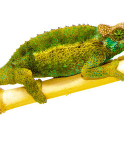 DSC 6946 1024x 247x296