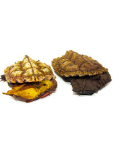 DSC 6975 1024x 247x296