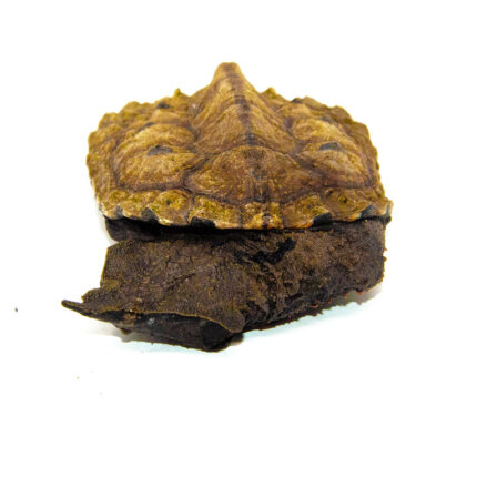 Peruvian Mata Mata (Chelus fimbriatus)