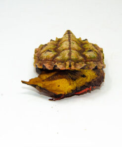 DSC 6977 1024x 247x296