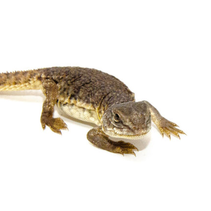 Moroccan Uromastyx (Uromastyx acanthinura)