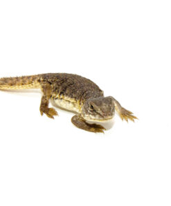 DSC 6987 1024x 247x296