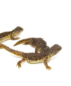 DSC 6988 1024x 247x296