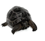 Aldabra Tortoise For Sale