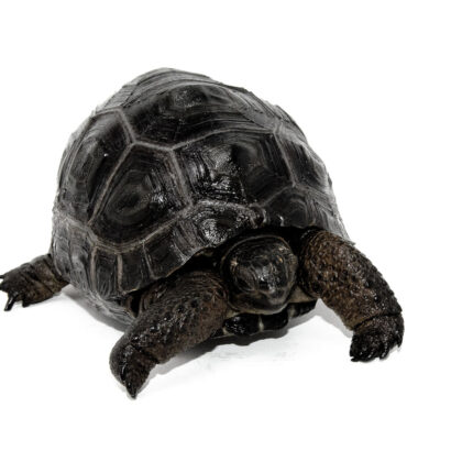 Aldabra Tortoise For Sale