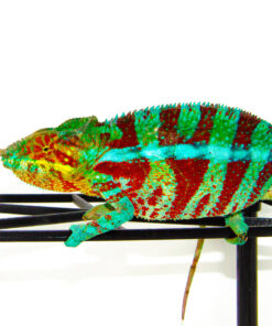 Blue Ambanja Panther Chameleon (Furcifer pardalis)