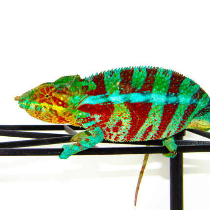 Blue Ambanja Panther Chameleon (Furcifer pardalis)