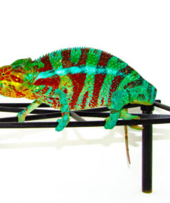 DSC 7061 1024x 247x296