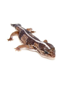 DSC 7118 1024x 247x296