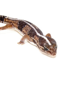 Fat Tailed Gecko (Hemitheconyx caudicinctus)