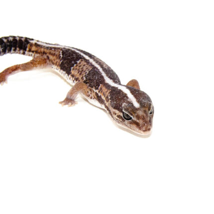Fat Tailed Gecko (Hemitheconyx caudicinctus)