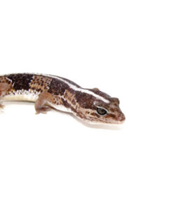 DSC 7120 1024x 247x296