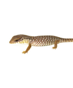 Baby Savannah Monitor (Varanus exanthematicus)