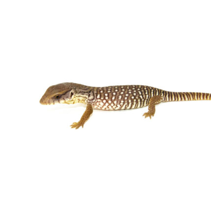 Baby Savannah Monitor (Varanus exanthematicus)