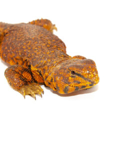 Alternative view of Super Red Niger Uromastyx (Uromastyx geyri)