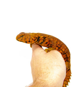 Super Red Niger Uromastyx (Uromastyx geyri)