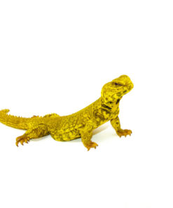 Super Yellow Niger Uromastyx (Uromastyx Geyri)