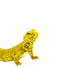 Alternative view of Super Yellow Niger Uromastyx (Uromastyx Geyri)