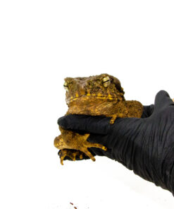 Giant Asian River Toad Adults (Bufo aspera)