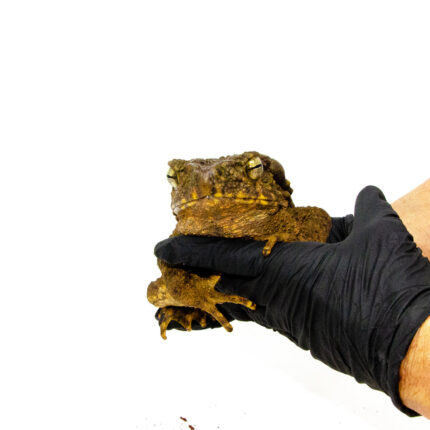 Giant Asian River Toad Adults (Bufo aspera)