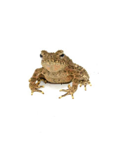 Giant Asian River Toad CB Babies (Bufo aspera)