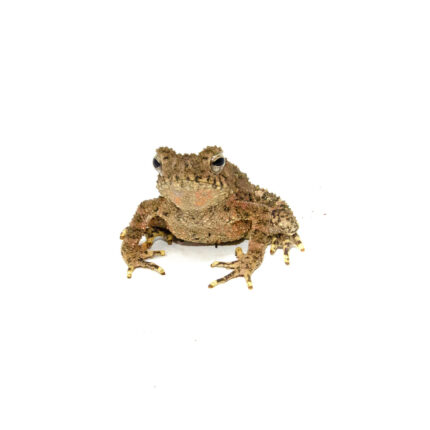 Giant Asian River Toad CB Babies (Bufo aspera)