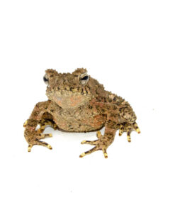 DSC 7160 1024x 247x296