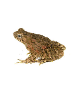 DSC 7161 1024x 247x296