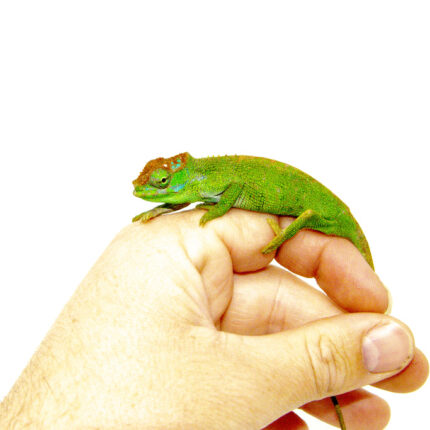 Dwarf Fischer's Chameleon (Kinyongia boehmei)