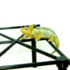 Helmeted Chameleon (Trioceros hoehnelii)