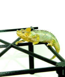 Helmeted Chameleon (Trioceros hoehnelii)
