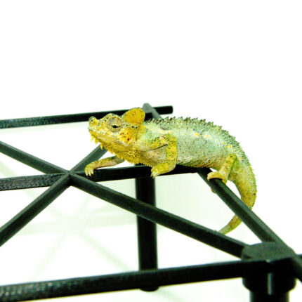 Helmeted Chameleon (Trioceros hoehnelii)