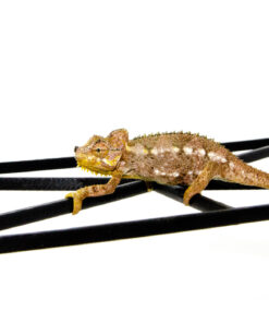 DSC 7191 1024x 247x296