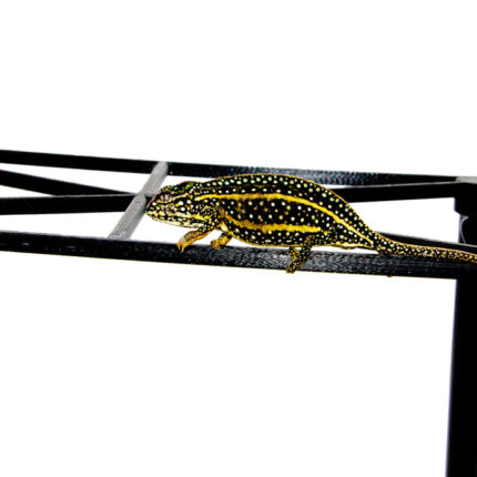 Jewelled Chameleon (Furcifer campani)