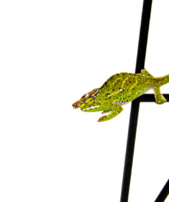 Canopy Chameleon (Furcifer willsii)