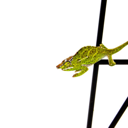 Canopy Chameleon (Furcifer willsii)