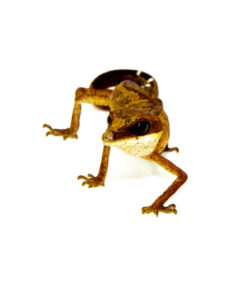 Malaysian Cat Gecko (Aeluroscalabotes felinus)