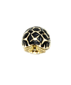 Alternative view of Sri Lankan Star Tortoise (Geochelone elegans)
