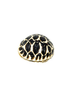 Sri Lankan Star Tortoise (Geochelone elegans)