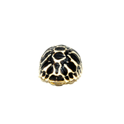 Sri Lankan Star Tortoise (Geochelone elegans)