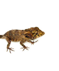 Cuban False Chameleon Babies (Anolis barbatus)