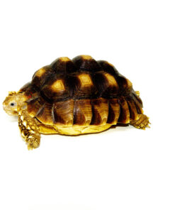 African Spurred Tortoise (4-6 inch) (Centrochelys sulcata)