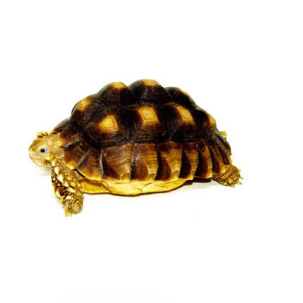 African Spurred Tortoise (4-6 inch) (Centrochelys sulcata)