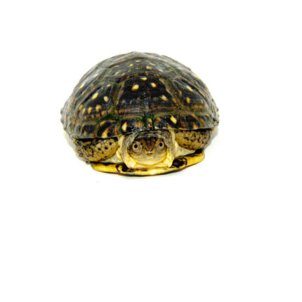 Blanding's Turtle (Emydoidea blandingii)
