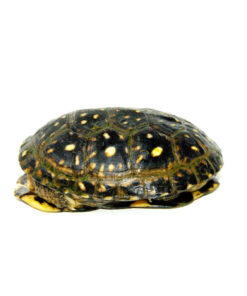 DSC 7286 1024x 247x296