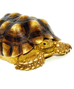 African Spurred Tortoise (8-10 inch) (Centrochelys sulcata)