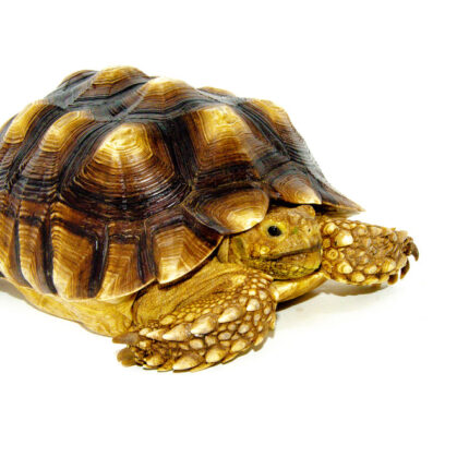 African Spurred Tortoise (8-10 inch) (Centrochelys sulcata)