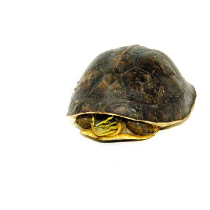 Alternative view of Asian Box Turtle (Cuora amboinesis kamaroma)